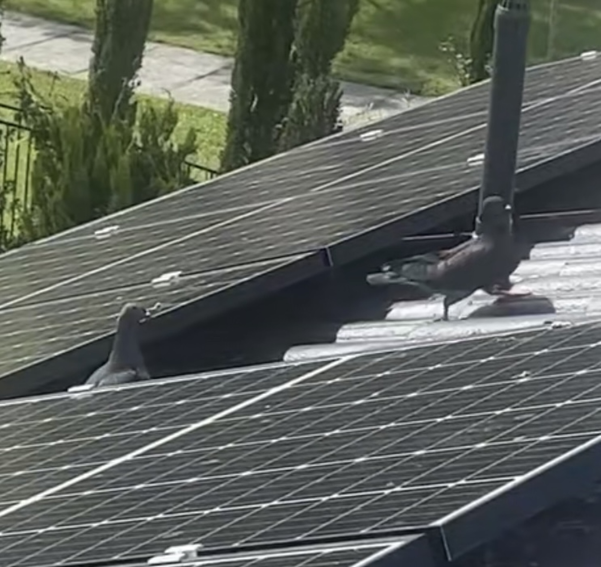 Birds Under Panels